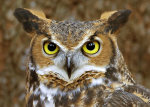 great horned owl