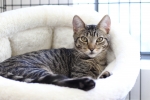 Summer Reading Event: Rescue Readers With Cape Ann Animal Aid