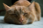 smiling cat