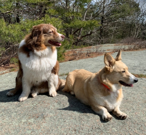 Read to a Dog image