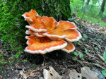 Photograph of a mushroom