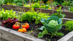 Vegetable Gardening 101 with MMGA Speaker Gretel Anspach