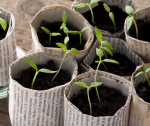 green bean seedlings in soil-filled pots made of newspaper