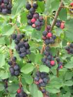 Juneberries on a bush