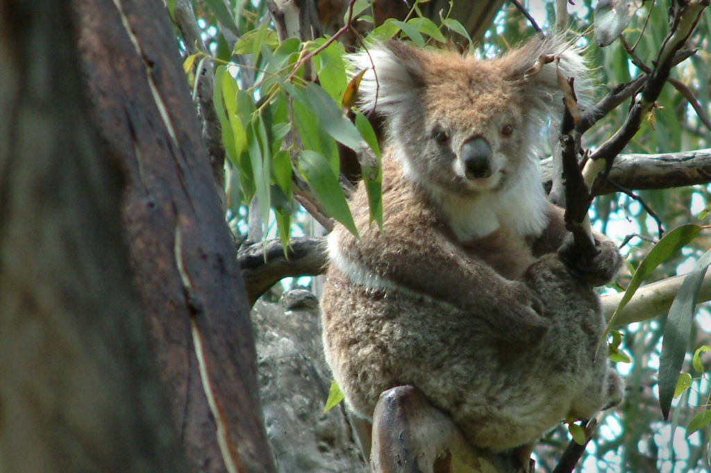 04/02/2024 VIRTUAL Armchair Travel To Australia Tewksbury Public Library