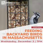 Feeding Backyard Birds In Massachusetts