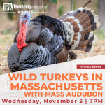 Wild Turkeys in Massachusetts