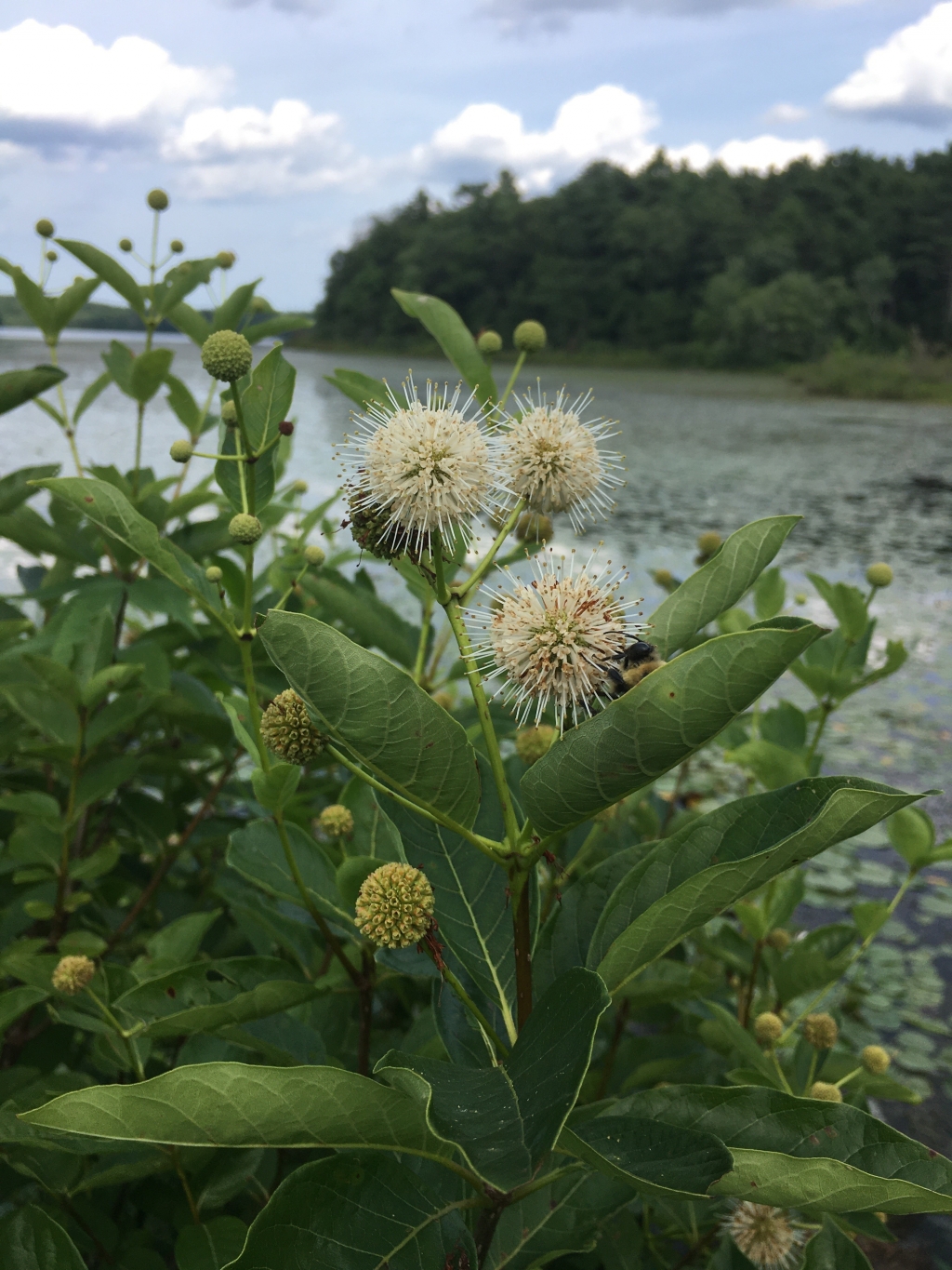 02/13/2023 VIRTUAL Native Shrubs Of New England Tewksbury Public