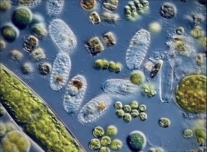 Curiosity Club: View Nature Specimens Under a Microscope image