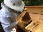 Beekeeping