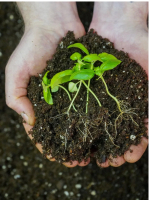 seedling image