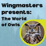 2026-02-19_Wingmasters_400x400.png