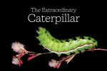 the extraordinary caterpillar