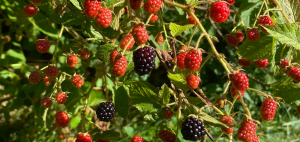 Fall Foraging with F-Word Farms image