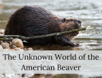 American Beaver