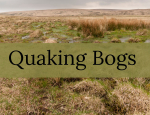 Quaking Bogs