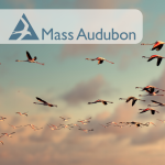  Migration Marvels with Mass Audubon (Virtual) 