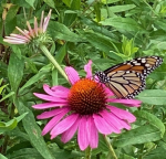 flower with butterfly