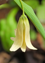 Bellwort Flower