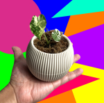 A hand holding a potted plant against a neon colored background