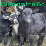 baby goats