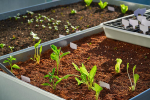 Seedlings