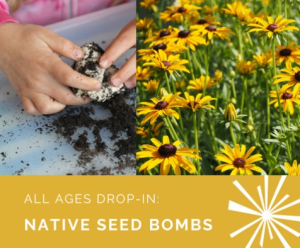 Weston AIC: Drop-In Event for All Ages — Native Seed Bomb image