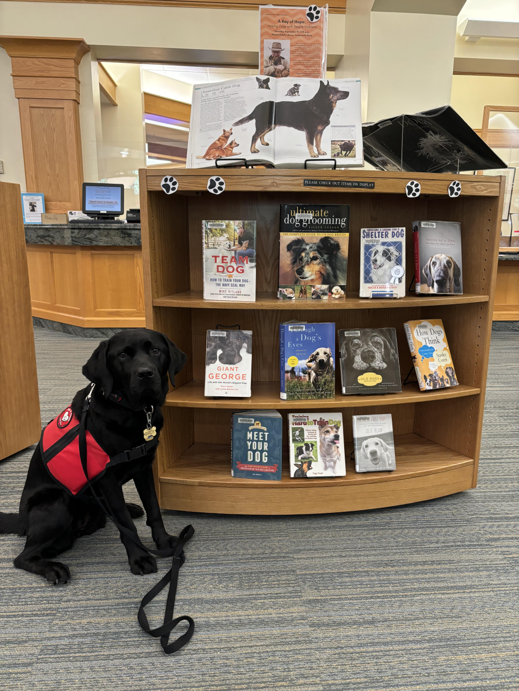 Read to Birdy the Therapy Dog