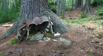 Faerie house in the woods made with shells, bark, and other natural materials.