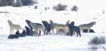 Grey and black wolves howling together in a snowy landscape.