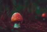 Close up of a small red-capped mushroom on the forest floor
