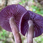 Two mushrooms with purple undersides