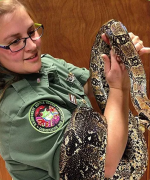Female Rainforest Reptiles employee holding a large snake.