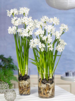 Paperwhite bulbs blooming in water