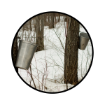 maple trees in winter