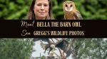 Bella the Owl with her handler against green trees and a photo showing a nest of a bald eagle.