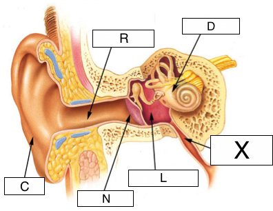 diagram of the ear ossicles wiring diagram online Diagram of the Ear Nerves the senses (lesson 0399) tqa explorer anatomical diagram dog ear s diagram of the ear ossicles