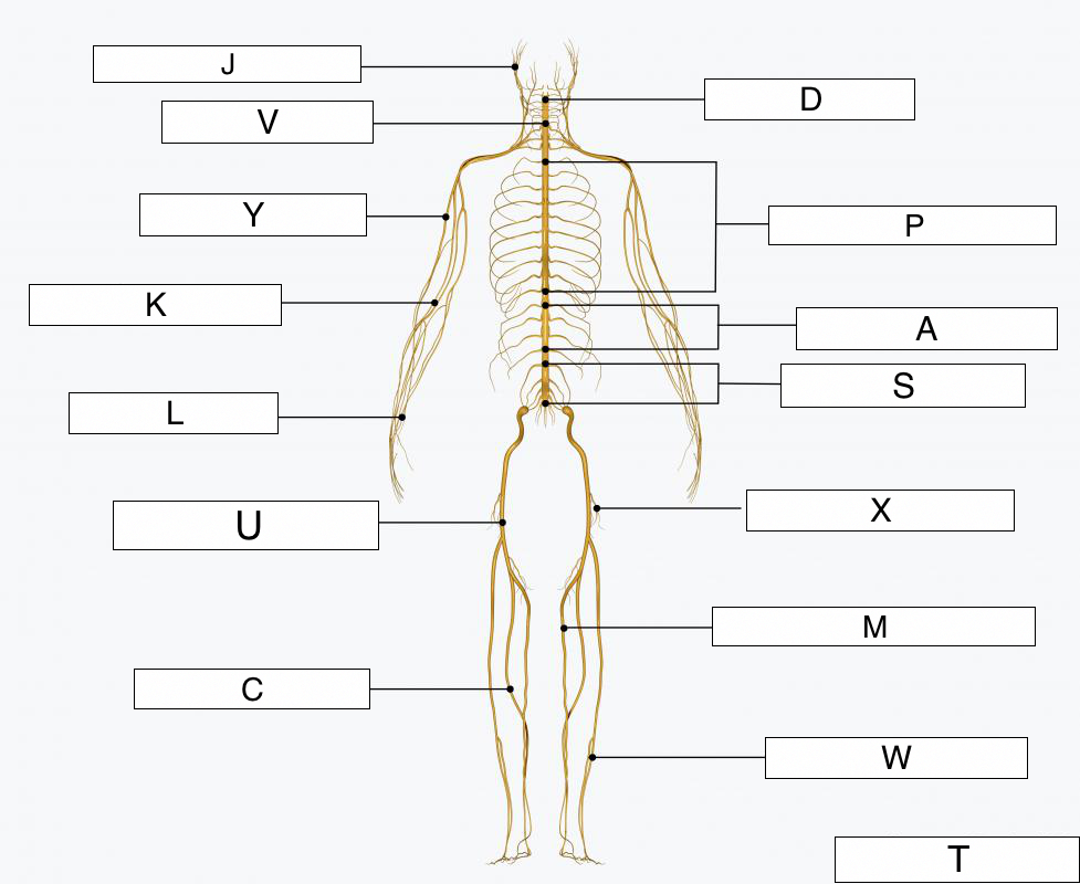 31 Label The Nervous System Labels Design Ideas 2020
