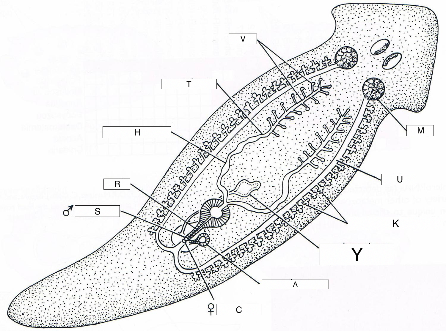 Roundworm Labeled Diagram Sketch Coloring Page