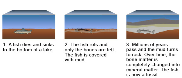 how fossils are formed diagram fossils lesson 0008 tqa explorer how fossils are formed diagram fossils lesson 0008 tqa explorer
