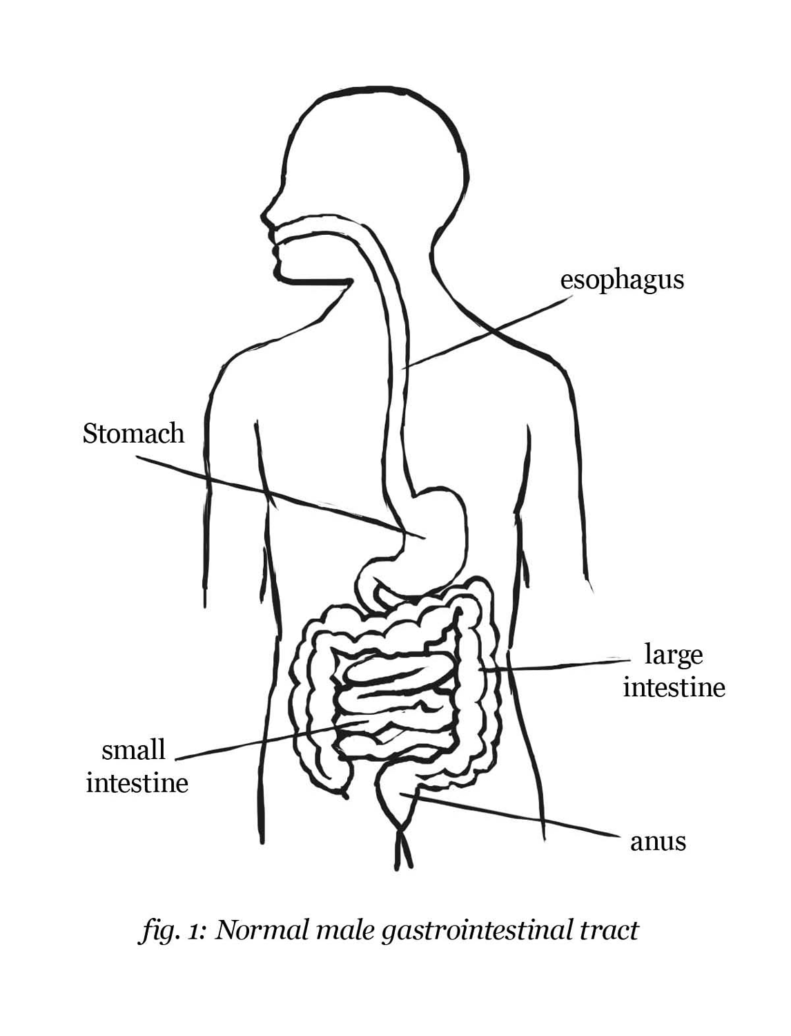 Digestive process from mouth to anus that Congratulate, you digestive process from mouth to anus