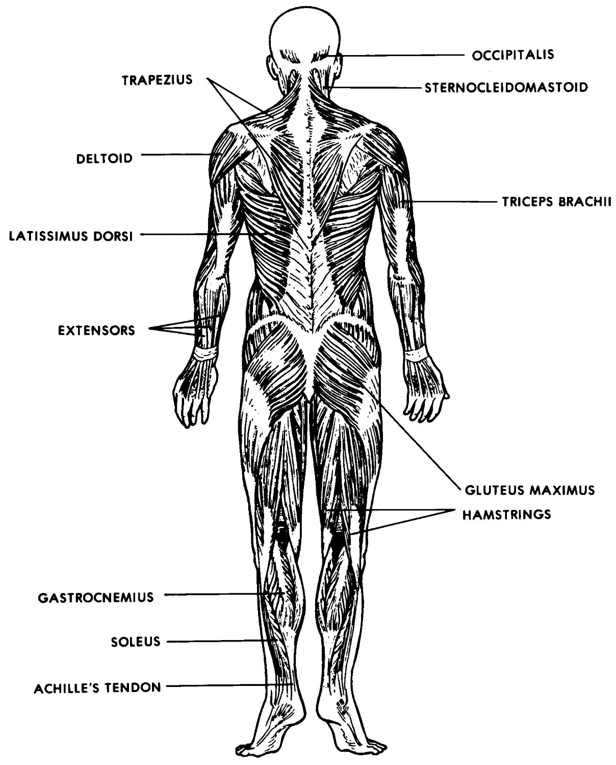 Labelled Diagram Of Muscular System