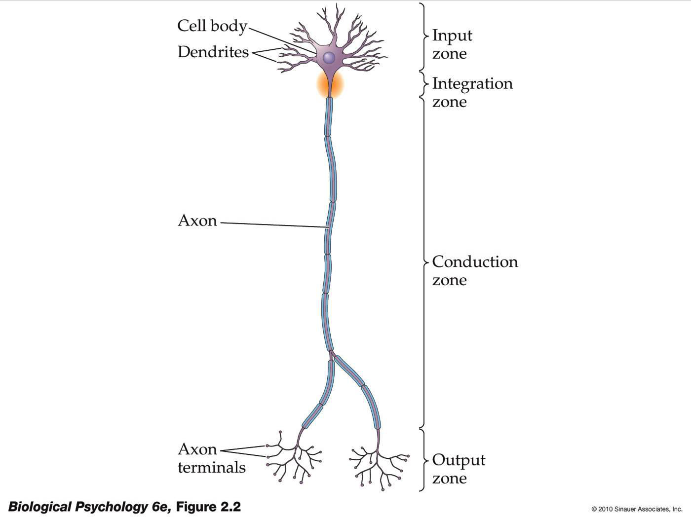 the nervous system (lesson 0398) TQA explorer