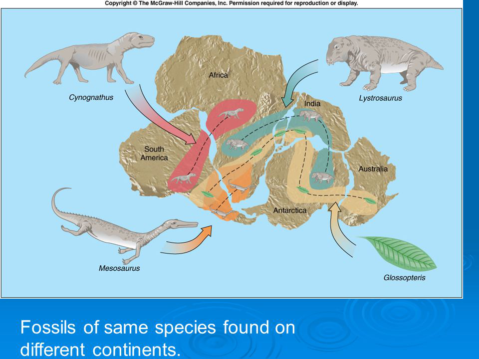 continental drift effects on human what causes continental drift