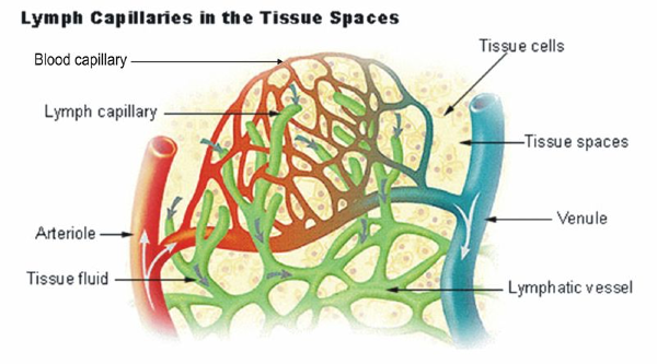 circulation and the lymphatic system (lesson 0489) - TQA explorer