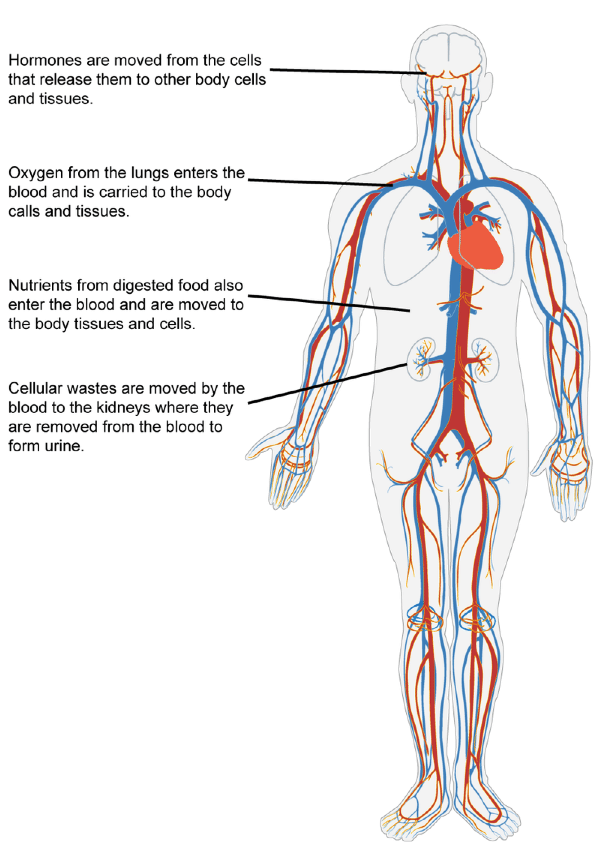 overview of the cardiovascular system lesson 0390 tqa explorer cardiovascular system