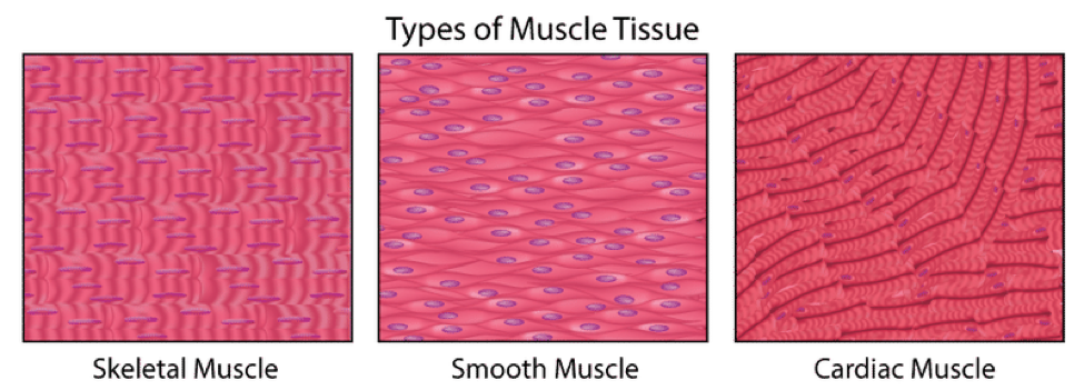 😊 There are __ types of muscle cells. The Structure & Function of