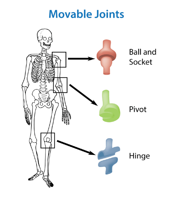 the skeletal system (lesson 0385) TQA explorer