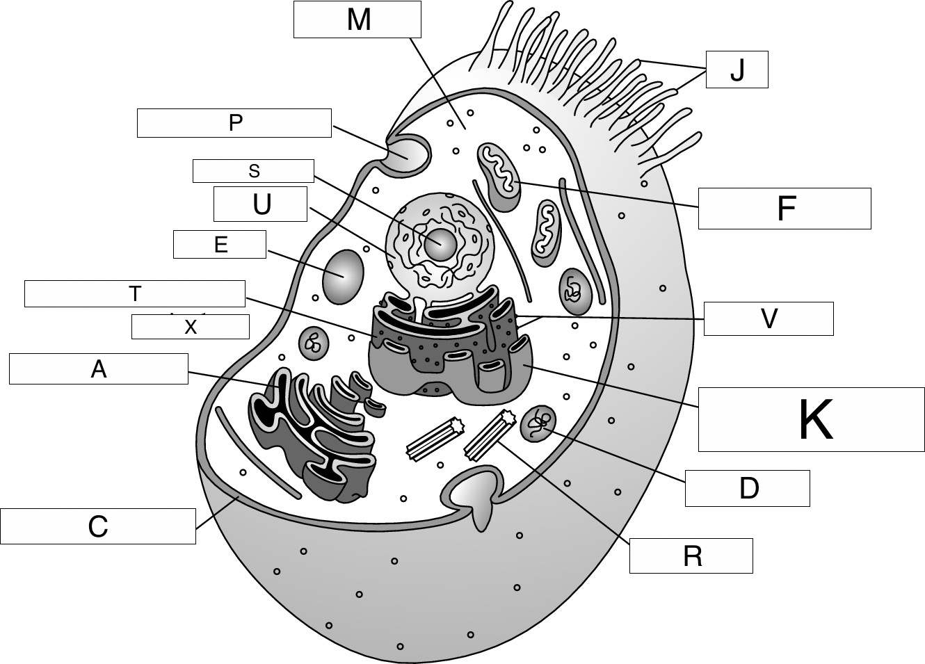 cell structures (lesson 0422) - TQA explorer