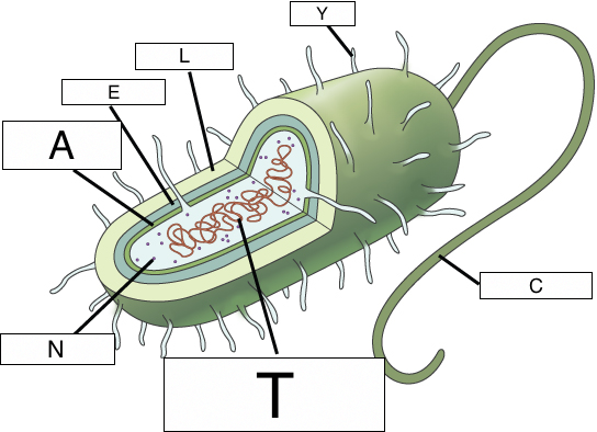 cell structures (lesson 0422) - TQA explorer